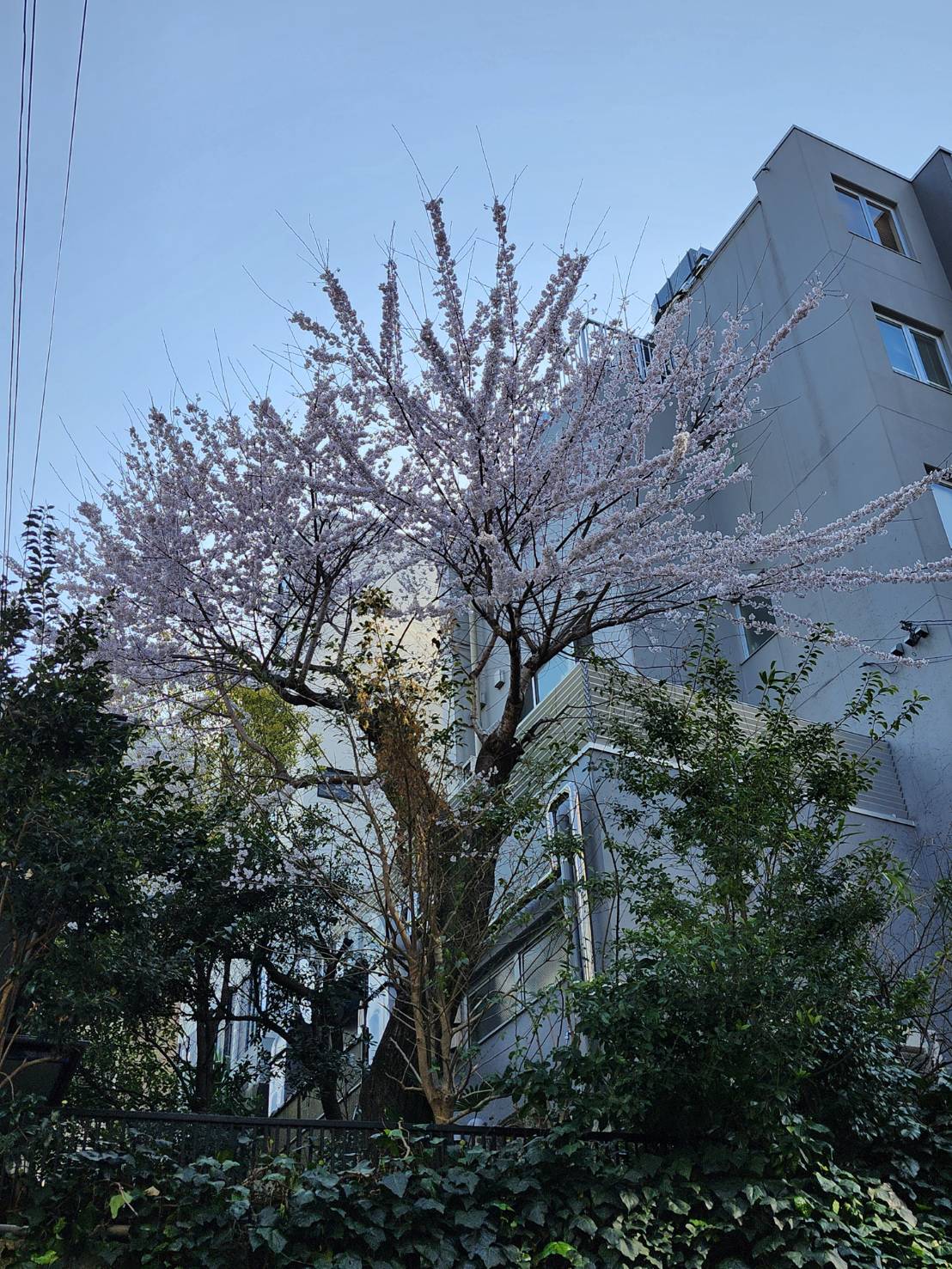 桜2